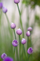 Chive, Allium schoenoprasum, Purple buds and emerging flowers on long green stems.g