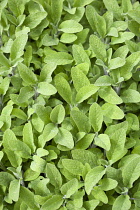 Sage, Salvia officinalis, Close up of mass of dense green leaves of the garden herb.