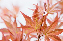 Japanese maple, Acer palmatum 'Shindeshojo', Close view of overlapping orange red leaves overexposed against white.