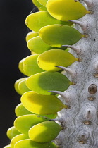 Madagascar ocotillo, Alluaudia procera, Close side view of small leaflets in patterns along a spiny woody stem.
