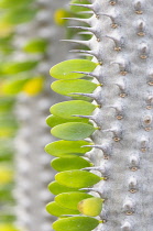 Madagascar ocotillo, Alluaudia procera, Close side view of small leaflets in patterns along a spiny woody stem.