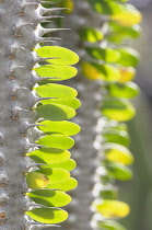 Madagascar ocotillo, Alluaudia procera, Close side view of small leaflets in patterns along a spiny woody stem, Backlit.