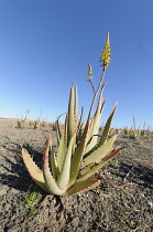 Aloe vera, Two plants in foreground, one with a flowering spike and others behind, Growing on a dry terrain against a blue sky.