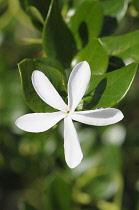 Natal plum, Carissa macrocarpa, Top view one of white flower against leaves.