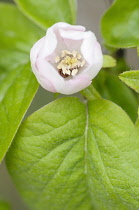 Quince, Cydonia oblonga, Close top view of one opening white flower and leaves.