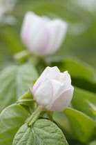 Quince, Cydonia oblonga, Close side view of one opening white flower and leaves.