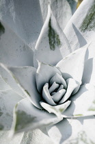 Moulded wax, Echeveria agavoides, Close view of centre of a plant showing the white dusted leaves.