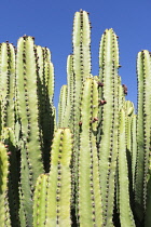 Candelabra tree, Euphorbia candelabrum, Side view of several ridged spikey columns  in sunlight against a blue sky.