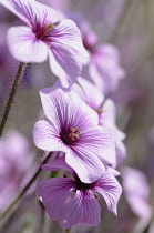 Madeira cranesbill, Geranium Maderense, Side view of several mauve flowers with deeper centres.