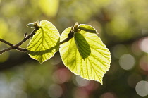 Witch hazel, Hamamelis mollis, Two leaves on two twigs crossing and backlit against a dappled background.