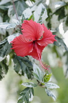 Rose mallow, Hibiscus rosa-sinensis 'Snow Queen' Front view of one red flower with long anther emerging from variegated leaves.