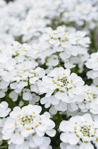 Perennial candytuft, iberis sempervirens, Top view of a mass of whie flowers.