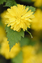 Japanese rose, Kerria japonica 'Pleniflora', Close view of one yellow flower with othes soft focus behind.