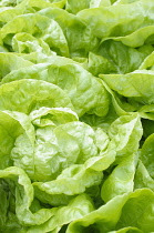 Butterhead lettuce, Lactuca sativa ' Imperial Winter', Top view of a few heads of lettuce close together forming an overall pattern.