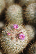 Pincushion cactus, Mammillaria bombycina, Close top view showing pink flowers emerging out of one spine covered shoot.