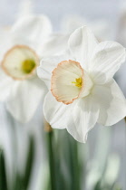 Daffodil, Narcissus 'High Society', Close side view of white flower with delicate pink tinged trumpet, Other behind.