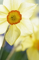 Daffodil, Narcissus 'Scarlet elegance' front view of one cream flower backlit, with short orange trumpet fringed with red, merging into others behind.