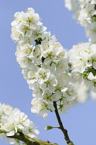 Plum, Prunus domestica 'Blue tit', Cluster of white blossom with small leaves on a dark twig with others around, Against blue sky.