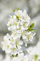 Plum, Prunus domestica 'Blue tit', Cluster of white blossom with small leaves on a single twig.