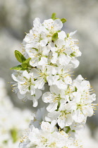 Plum, Prunus domestica 'Blue tit', Cluster of white blossom with small leaves on a single twig.