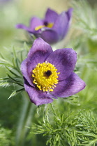 Pasque flower, Pulsatilla vulgaris, Close front view of one open purple flower with masses of yellow stamens and surounded with furry feathery foliage, Another flower behind.