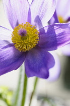 Pasque flower, Pulsatilla vulgaris, Close cropped front view of one fully open purple flower with masses of yellow stamens against bright sunlight, Another flower behind.