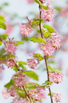 Flowering currant, Ribes sanguineum, Side view of 2 stems with lots of pink flowers and leaves, Brightly lit.