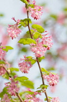 Flowering currant, Ribes sanguineum, Side view of 2 stems with lots of pink flowers and leaves, Brightly lit.