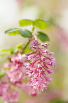 Flowering currant, Ribes sanguineum, Front view of one panicle with lots of tiny pink flowers and leaves, Others soft focus behind.