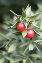 Butcher's broom, Ruscus aculeatus, Two berries surrounded by pointed leaves.