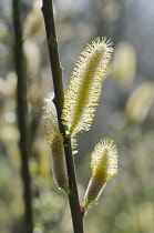 Dune willow, Salix hookeriana, Close side view of backlit catkins emerging on a twig against dappled light.