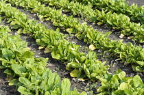 Spinach, Spinacea oleracea 'Amazon' growing in rows with bare earth in between, Top view.