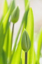 Tulip, Tulipa cultivar, Side view of an unopened green bud with leaves, backlit and overexposed so vivd yellow green.