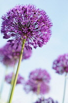 Allium Hollandicum 'Purple Sensation' Side view of one globe shaped head in full flower with others behind, Against blue sky.