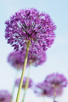 Allium Hollandicum 'Purple Sensation' Side view of one globe shaped head in full flower with others behind, Against blue sky.