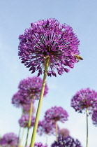 Allium Hollandicum 'Purple Sensation' Side view of one globe shaped head in full flower with others behind, Against blue sky, A hoverfly on edge of the flower.
