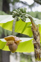 Japanese banana, Musa basjoo, Side view of one brown flower hanging down below bunches of green bananas and large leaves behind.