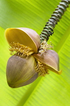 Japanese banana, Musa basjoo, Close side view of one brown flower with multiple stamens, A bright green leaf behind.