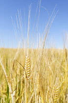 Barley, Grain crop growing in field with bus sky above.