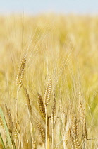 Barley, Grain crop growing in field with bus sky above.