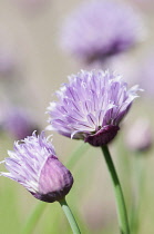 Chive, Allium schoenoprasum, Side view of 2 stems with pale purple flowers, one fully and one part open, Others soft focus behind.