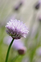 Chive, Allium schoenoprasum, Side view of 1 stem with pale purple flower, others soft focus behind.