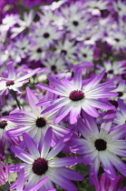 Senetti, Pericallis x hybrida 'Senetti Magenta Bicolor', Close view of 4 white flowers with pink purple tipped petals, others soft focus behind.