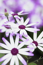 Senetti, Pericallis x hybrida 'Senetti Magenta Bicolor', Close view of white flowers with pink purple tipped petals, others soft focus behind.