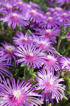 Trailing ice plant, Delosperma cooperi, Several open vivid pink flowers with unusual central stamens.