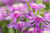 Trailing ice plant, Delosperma cooperi, Side few of a few open vivid pink flowers with unusual central stamens.