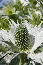 Sea holly - Miss Wilmott's ghost, Eryngium giganteum, Close view of one cone shaped green flower with silvery spikey collar.