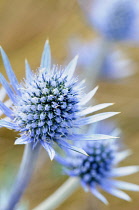 Sea holly, Eryngium planum, Close view of one blue spikey flower with yellow tipped stamens, Others soft focus behind.