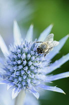 Sea holly, Eryngium planum, Close view of one blue spikey flower with yellow tipped stamens, A honey bee is collecting pollen.