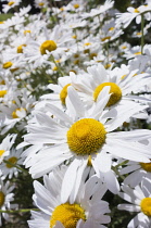 Ox-eye daisy, Leucanthemum vulgare, Wide angle close view of several white daisy flowers with yellow centres and masses of others behind.